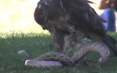 Vídeo flagra "combate feroz" entre águia e cobra