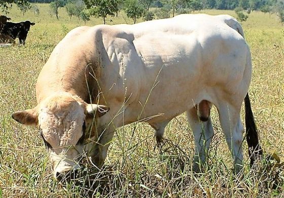 Raça Piemontesa vai bem para cruzamento industrial no Brasil?