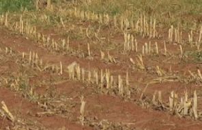 Seca no noroeste paulista afeta até lavouras resistentes à falta de chuva