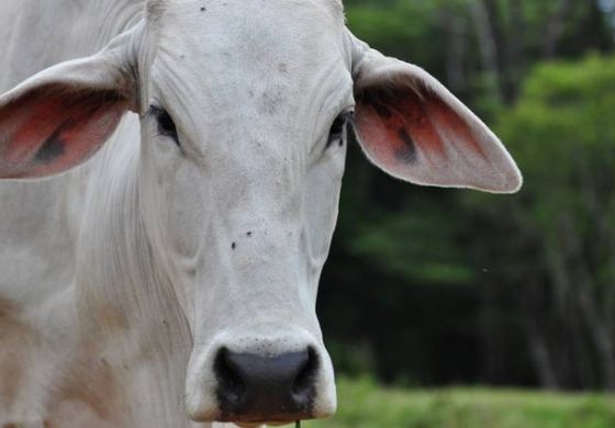 Governo prepara plano sobre defesa agropecuária