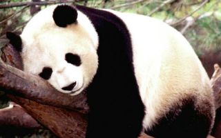 Xícara de chá adubado com fezes de panda custará R$ 360