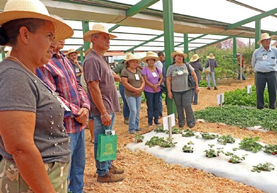 Vitrine Tecnológica proporciona novos conhecimentos para produção de hortifrútis em Três Lagoas