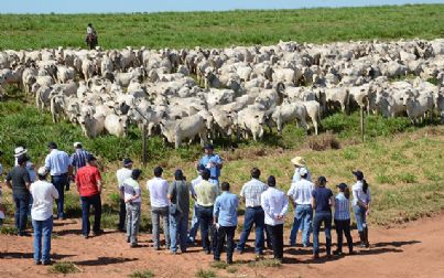 Nelore CFM participa do ‘Road in Farm - Mapa da Genética’ durante Exposição de Araçatuba