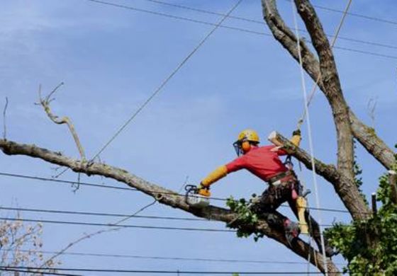  Cuidados com a rede elétrica durante a poda de árvores 