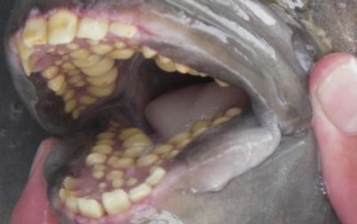 Peixe da costa brasileira tem dentes similares aos humanos