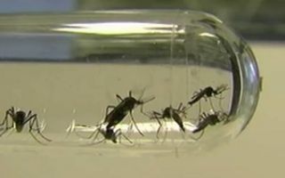 Cientistas testam com sucesso método de impedir transmissão de dengue