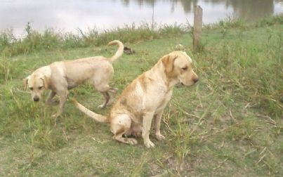 Todos os dias, cães visitam lago onde dono morreu em Araçatuba 