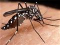 Dengue assusta moradores em Cuiabá