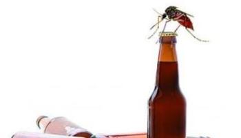 Pernilongos preferem sangue de quem bebe cerveja