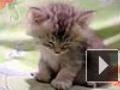 Sono deixa gatinho de perna bamba!!