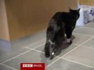 Gato amputado ganha patas traseiras biônicas