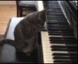 Gato Pianista