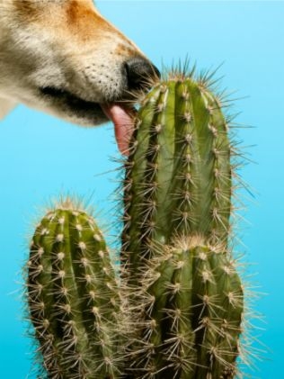 Algumas plantas não devem ocupar o mesmo espaço que animais - 