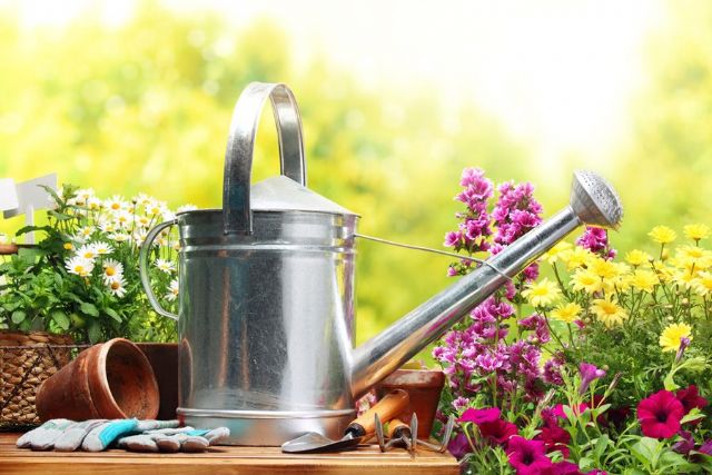 Estação mais quente do ano requer cuidados especiais com as plantas / Shutterstock