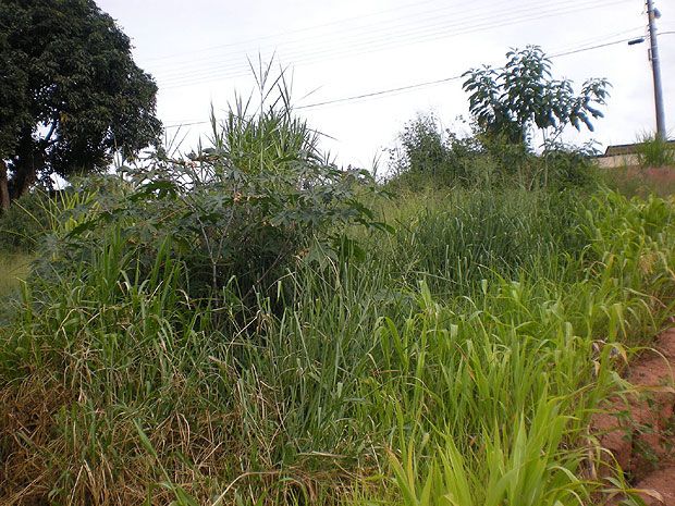 Terrenos baldios em Andradina são a principais fontes para a criação do mosquito transmissor. Foto: divulgação