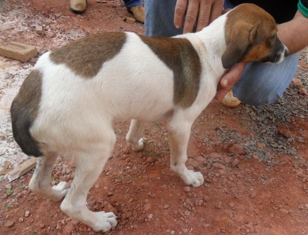 Cachorro de seis meses tem parte do rabo cortado pelo dono. Foto: Divulgação/Polícia Militar Ambiental