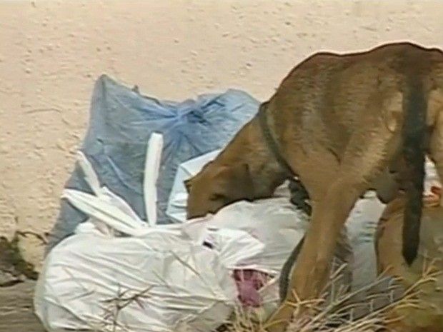 Em cada 10 casos de leishmaniose em SP, um é da região de Araçatuba - Cães são hospedeiros da leishmaniose, quando picado pelo mosquito palha (Foto: Reprodução/ TV TEM)