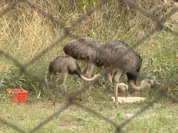 Emas que sobraram no zoológico de Araçatuba (Foto: Reprodução / TV TEM)