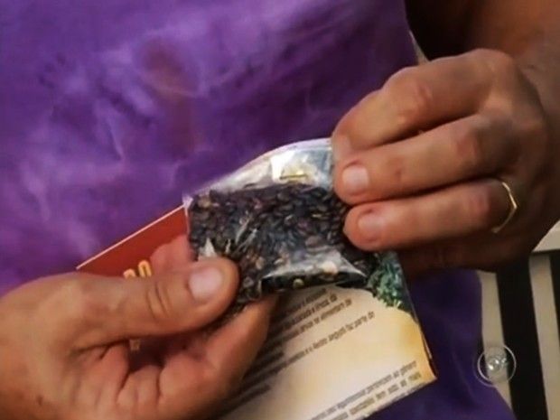 Sementes de crotalária são doadas pela prefeitura de Andradina (Foto: Reprodução/ TV TEM)