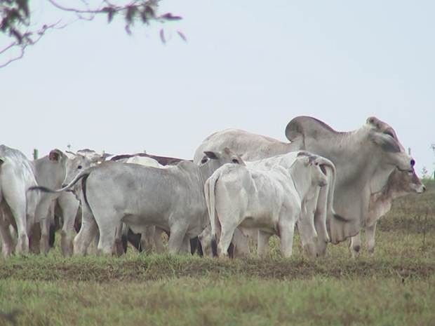 Gado deixa de comer ração e retorna para o pasto com a chuva (Foto: Reprodução/TV TEM)