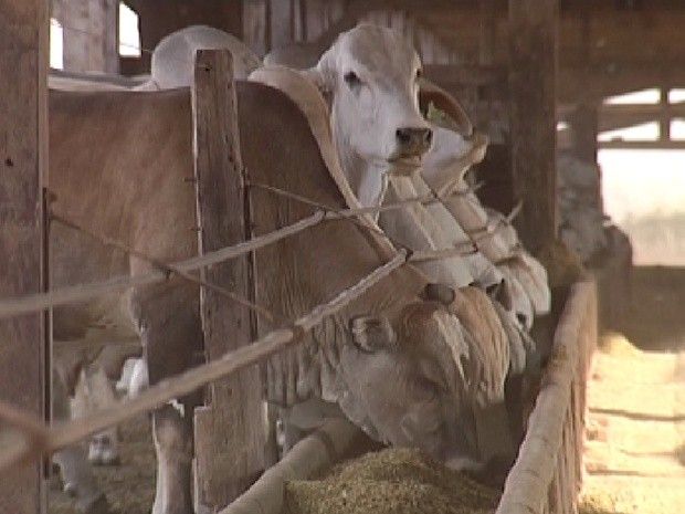 Com o gado confinado, custos da produção ficam maiores (Foto: Reprodução / TV Tem)