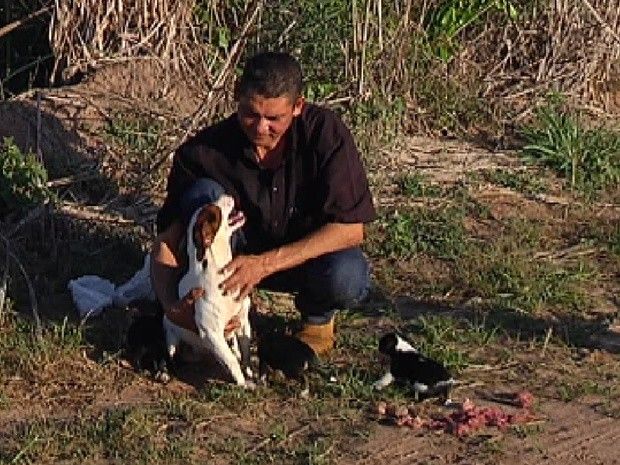 Cadela Menina, com o comerciante João e os filhotes (Foto: Reprodução / TV Tem)