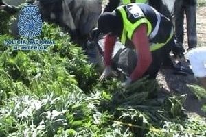 Mulher teria roubado eletricidade da vizinhança para manter jardim de maconha em casa. Polícia Espanhola / Divulgação