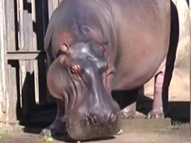 Hipopótamo Miltão também foi encontrado morto esta semana no zoológico (Foto: Reprodução TV TEM)