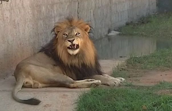 A suspeita é que o leão tenha câncer (Foto: Reprodução / TV TEM)