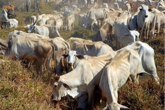 A seca teve impacto na alta da carne bovina no ano passadoArquivo/Valter Campanato/Agência Brasil