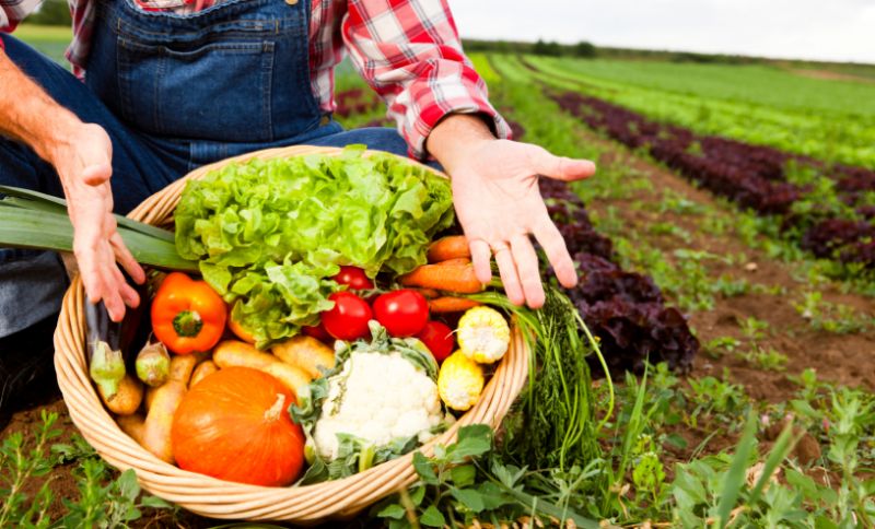 Sebrae, CNA e SENAR se unem para elevar a produtividade do agronegócio brasileiro. Divulgação