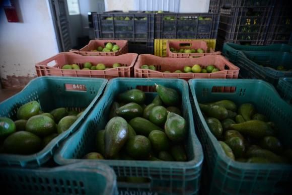 A inflação das frutas registrou queda de 3,18% e a dos legumes caiu 8,84%  Antônio Cruz/Agência Brasil