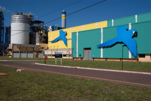 International Paper abre inscrições para programa de estágio e trainee em Três Lagoas - Foto: Divulgação International Paper abre inscrições para programa de estágio e trainee em Três Lagoas - Foto: Divulgação