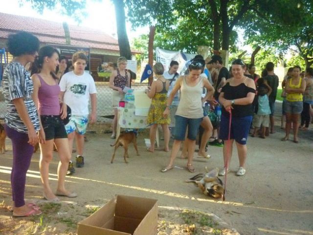 Animais são adotados em feira de associação  - Foto: divulgação