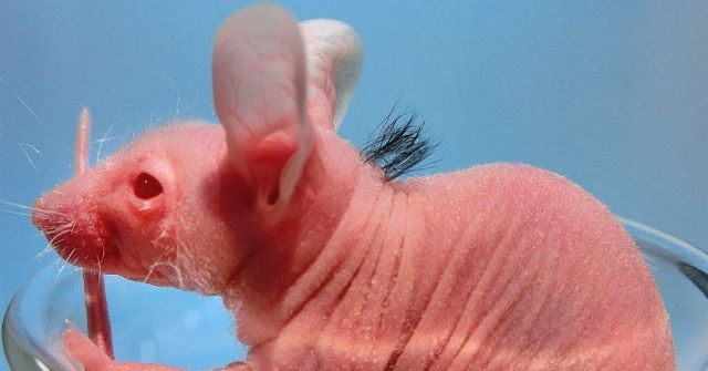 Camundongo sem pelos tem cabelos de origem humana (negros) em suas costas, em pesquisa de cientistas japoneses. Foto: rance Presse/Divulgação Universidade de Ciência de Tóquio