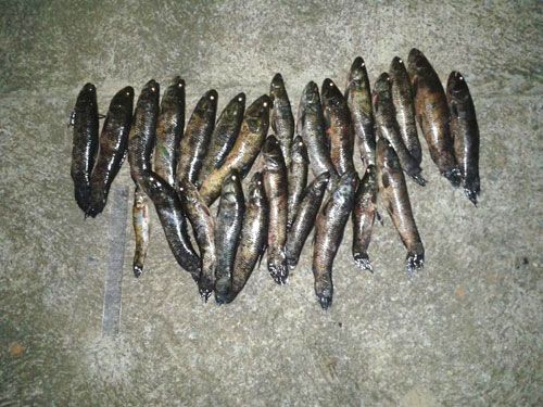 Foram encontrados 6,480 quilos de peixes da espécie Traíra (Lobó), que não pode ser pescada. Foto: Divulgação