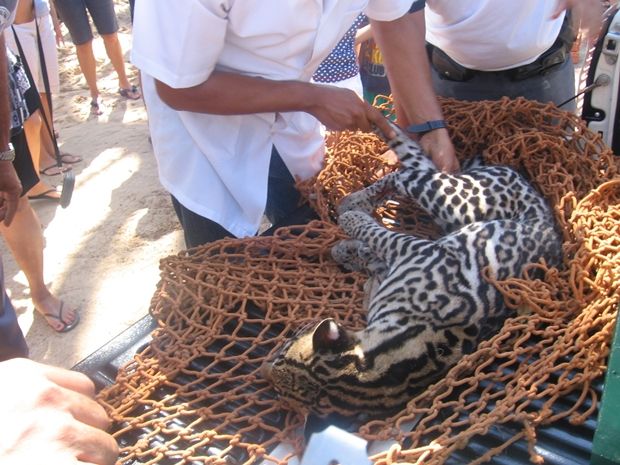 Animal foi sedado e encaminhado a um zoológico de Ilha Solteira. Foto: Divulgação / Polícia Ambiental