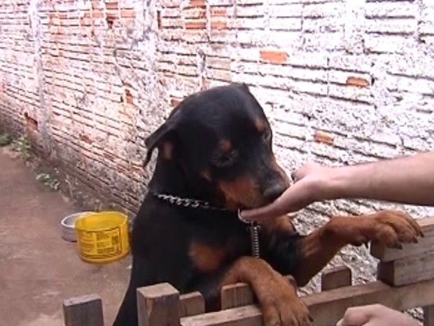 Cães de grande porte costumam ser territorialistas, segundo policial (Foto: Reprodução / TV Tem)