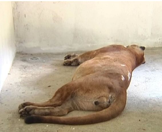 Macho, de 90 quilos, morreu após ser sedado para transferência (Foto: Reprodução TV Tem)