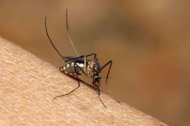 Mosquito da dengue, Aedes aegypti. Foto: Arquivo/Agência Brasil