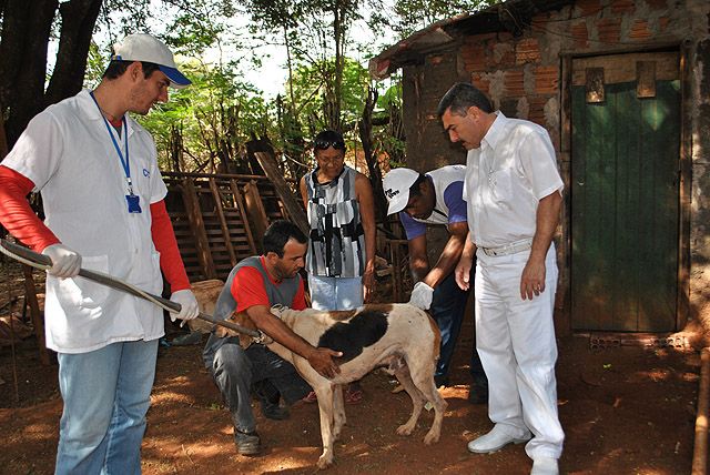 A baixa vacinação de gatos é preocupante diz o CCZ. Foto: Divulgação