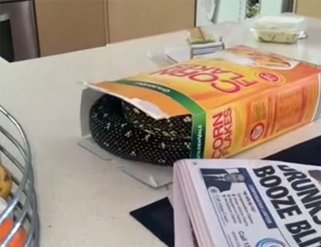 Píton em caixa de cereal na Austrália / Reprodução/YouTube