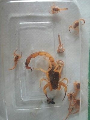 Morador disse que encontrou escorpiões em casa (Foto: Nelson de Alcântara/TEM Você)