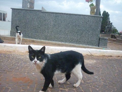 Cerca de 35 animais vivem no cemitério local. Foto: Divulgação