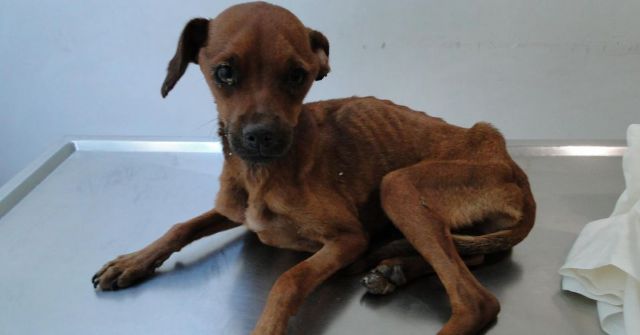 O cão Costelinha estava muito delibitado e com medo. Foto: divulgação