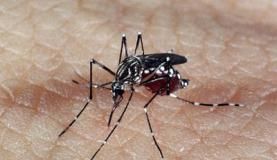A vacina do Butantan usa diferentes tipos do vírus da dengue alterados geneticamenteArquivo/Agência Brasil