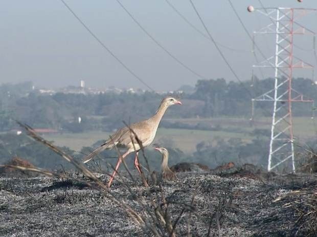 Animais ficaram sem casa depois que queimada atingiu toda a área (Foto: Reprodução / TV TEM