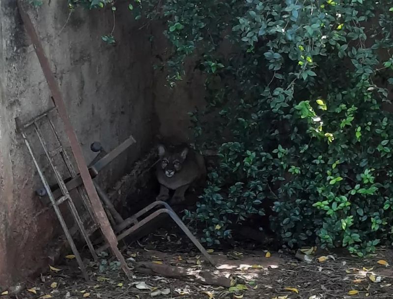 Onça-parda foi capturada dentro de quintal em Pereira Barreto — Foto: Arquivo pessoal