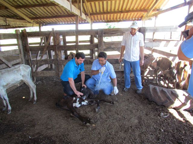 A vacinação é obrigatória e deve ser feita até 30 de maio. Foto: divulgação/prefeitura