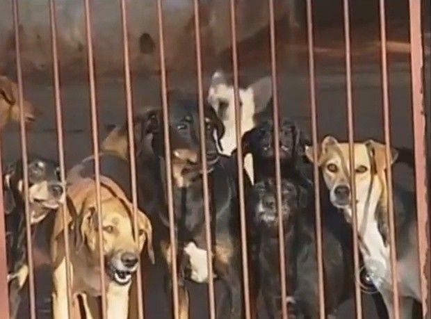 Mosquito palha transmite a leishmaniose dos animais aos humanos (Foto: Reprodução TV TEM)